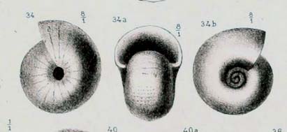 Micro indet. 1 Oxygyrus ?